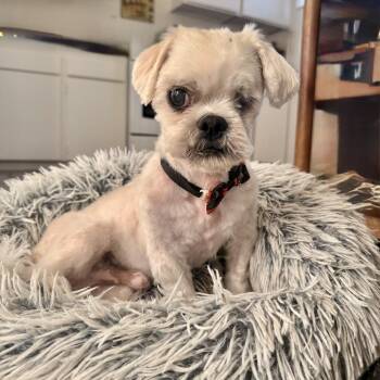 The Godfather -  Shih Tzu Dog for Adoption in Los Angeles, California - The Godfather | PetCurious