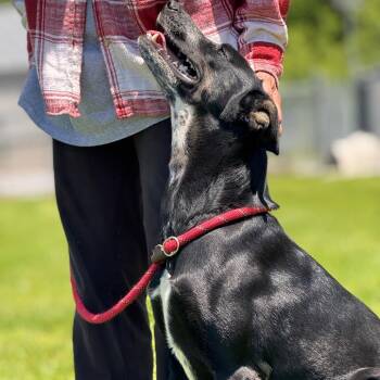 Daisy -  Mountain Cur and Black Labrador Retriever Dog for Adoption in Morganfield, Kentucky - Daisy | PetCurious