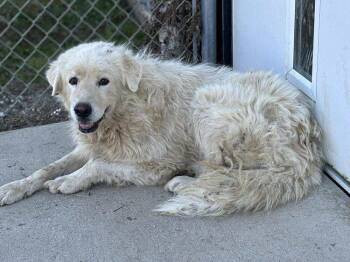 Rescue Great Pyrenees Dogs for Adoption in Irwin, Pennsylvania - Brewer | PetCurious