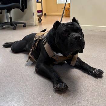 Pudge -  Pit Bull Terrier Dog for Adoption in Pasadena, California - Pudge | PetCurious