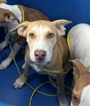 LUCAS -  Mixed Breed Dog for Adoption in Dallas, Texas - LUCAS | PetCurious