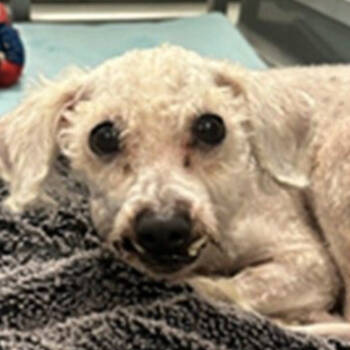Rescue Poodle Dogs for Adoption in Pacific Grove, California - Nosforatu | PetCurious