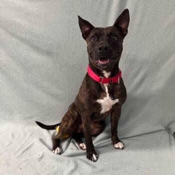 American Staffordshire Terrier and Pit Bull Terrier Dogs Available for Adoption in Corsicana, Texas - Ellie | PetCurious