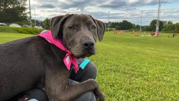 Ruthie -  American Staffordshire Terrier Dog for Adoption in Billerica, Massachusetts - Ruthie | PetCurious