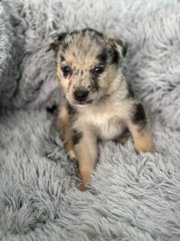German Shepherd Dog and Australian Shepherd Dogs Available for Adoption - Cannoli | PetCurious