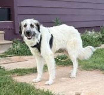 Poptart -  Great Pyrenees and Shepherd Dog for Adoption in Winter Park, Colorado - Poptart | PetCurious