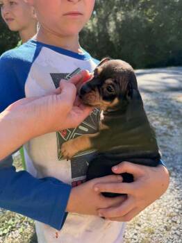 Sons of Dracula : Billy Bob -  Chihuahua Dog for Adoption in Aurora, Indiana - Sons Of Dracula : Billy Bob | PetCurious