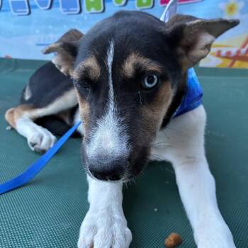 Koda -  Husky Dog for Adoption in Aledo, Texas - Koda | PetCurious