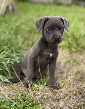 Remy -  Cane Corso Dog for Adoption in Trenton, New Jersey - Remy | PetCurious