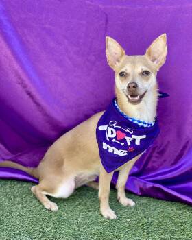 Chihuahua Dogs Available for Adoption in Rowland Heights, California - Bambi | PetCurious