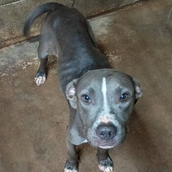 Rescue Pit Bull Terrier Dogs for Adoption in Corsicana, Texas - Addie D45753 | PetCurious