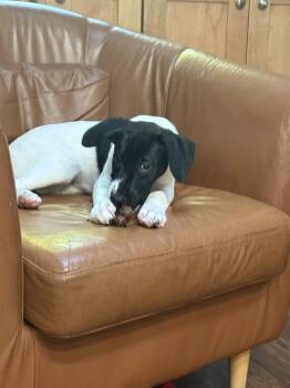 Puppy Nellie -  German Shorthaired Pointer Dog for Adoption in Cuyahoga Falls, Ohio - Puppy Nellie | PetCurious