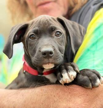 Mixed Breed Dogs Available for Adoption - Serenity  | PetCurious