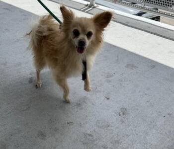 Chihuahua Dogs Available for Adoption - MOCHI | PetCurious