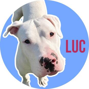 Luc -  Dogo Argentino Dog for Adoption in Fort Worth, Texas - Luc | PetCurious