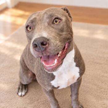 Tinker Bell -  American Staffordshire Terrier Dog for Adoption in Houston, Texas - Tinker Bell | PetCurious