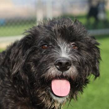 Cole -  Schnauzer and Mixed Breed Dog for Adoption in Evansville, Indiana - Cole | PetCurious