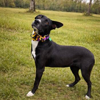 Faith -  Black Labrador Retriever and Beagle Dog for Adoption in Abbotsford, British Columbia - Faith | PetCurious