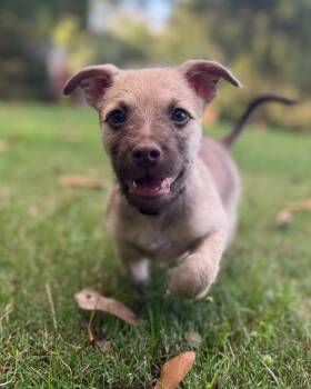 Smoke -  Terrier Dog for Adoption in Greenville, South Carolina - Smoke | PetCurious