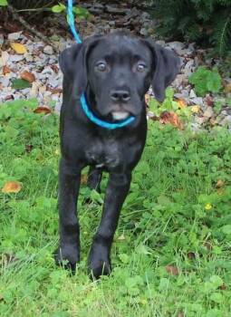 Rose (1222) -  Labrador Retriever Dog for Adoption in Heath, Ohio - Rose (1222) | PetCurious