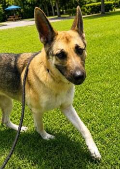 Remi -  German Shepherd Dog and Mixed Breed Dog for Adoption in Palm Coast, Florida - Remi | PetCurious