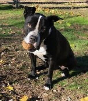 Rescue American Staffordshire Terrier Dogs for Adoption in Huntington, New York - BOO BOO BEAR | PetCurious