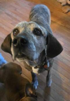 Hound Dogs Available for Adoption in Millcreek, Utah - Old Man McGucket | PetCurious