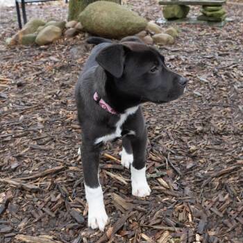 Labrador Retriever Dogs Available for Adoption - Amy Santiago | PetCurious