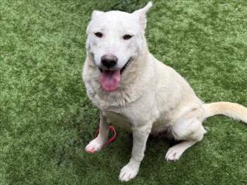 Rescue Siberian Husky Dogs for Adoption in San Marcos, California - URGENT! SAVE ME PLEASE! NANAI -ID#A544844 | PetCurious