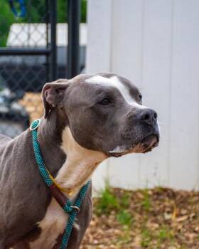 Dumbledee -  Mixed Breed Dog for Adoption in Chamblee, Georgia - Dumbledee | PetCurious