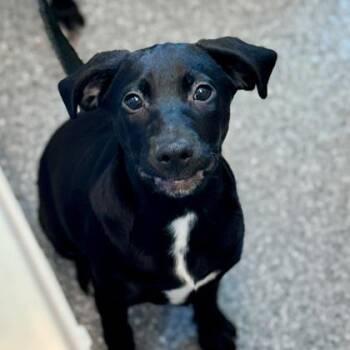 Labrador Retriever and Mixed Breed Dogs Available for Adoption in Atlanta, Georgia - Sable | PetCurious