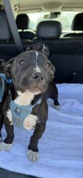 A376943 -  Pit Bull Terrier Dog for Adoption in Stockton, California - A376943 | PetCurious