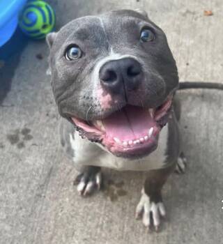 Melvin -  Pit Bull Terrier Dog for Adoption in Chicago, Illinois - Melvin | PetCurious