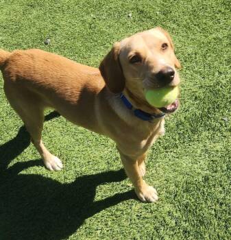Rescue Golden Retriever and Labrador Retriever Dogs for Adoption in Dalton, Georgia - Lucas | PetCurious