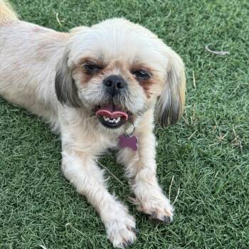 Shih Tzu Dogs Available for Adoption - DeeDee | PetCurious