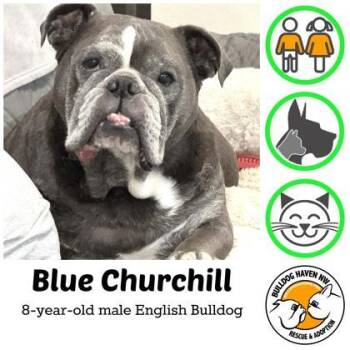 English Bulldog Dogs Available for Adoption in Bonney Lake, Washington - BLUE CHURCHILL | PetCurious