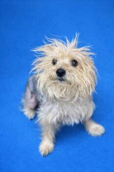Yorkshire Terrier Dogs Available for Adoption in Waldorf, Maryland - Purple | PetCurious
