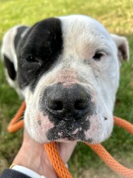 Rescue Mixed Breed Dogs for Adoption in Franklin, Kentucky - Howie | PetCurious