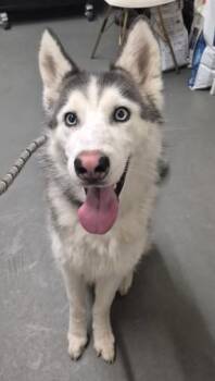 Minka -  Husky Dog for Adoption in Butte, Montana - Minka | PetCurious