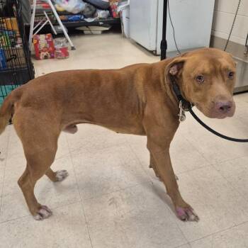 Buster -  Mixed Breed Dog for Adoption in Lake Panasoffkee, Florida - Buster | PetCurious