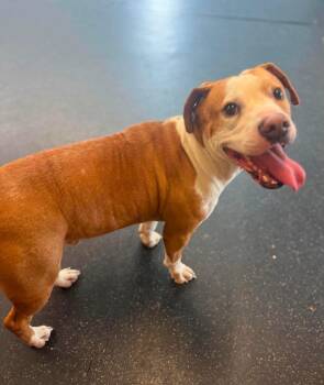 Tackle -  Pit Bull Terrier Dog for Adoption in Grand Haven, Michigan - Tackle | PetCurious