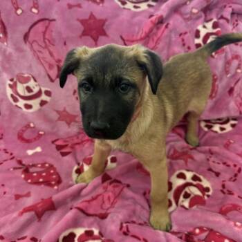 German Shepherd Dog Dogs Available for Adoption in Denver, Colorado - Mountain Strong Mia | PetCurious