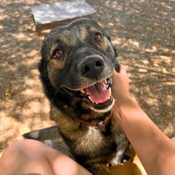Rocky - Delta -  Norwegian Elkhound Dog for Adoption in Ridgway, Colorado - Rocky - Delta | PetCurious
