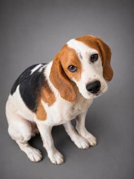 Alex -  Beagle and Mixed Breed Dog for Adoption in Bowling Green, Kentucky - Alex | PetCurious