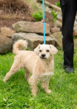Mixed Breed Dogs Available for Adoption in Chester Springs, Pennsylvania - Samuel  | PetCurious
