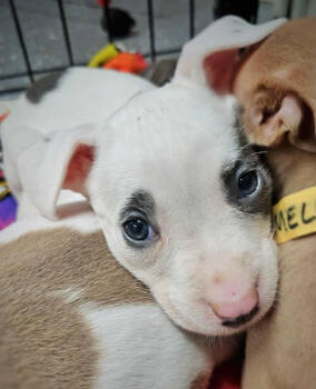 Rescue Mixed Breed Dogs for Adoption in Warren, Michigan - Sprite | PetCurious