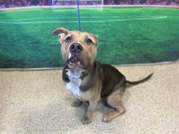 DREAM -  Pit Bull Terrier Dog for Adoption in Doral, Florida - DREAM | PetCurious