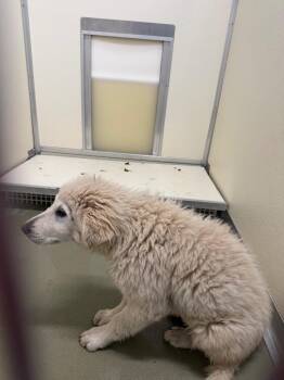 Mixed Breed Dogs Available for Adoption in Columbia, Tennessee - Kurt (Kurtcher Dog | PetCurious