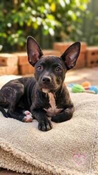 LIAH -  Pit Bull Terrier Dog for Adoption in Harlingen, Texas - LIAH | PetCurious
