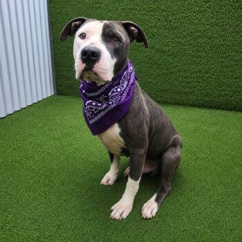 Valor -  American Staffordshire Terrier and Mixed Breed Dog for Adoption in Oak Point, Texas - Valor | PetCurious